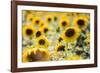 Sunflowers in a field near Rome, Lazio, Italy-Photo Escapes-Framed Photographic Print