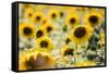 Sunflowers in a field near Rome, Lazio, Italy-Photo Escapes-Framed Stretched Canvas