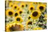 Sunflowers in a field near Rome, Lazio, Italy-Photo Escapes-Stretched Canvas