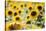 Sunflowers in a field near Rome, Lazio, Italy-Photo Escapes-Stretched Canvas