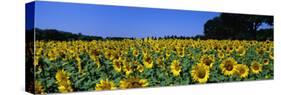 Sunflowers in a Field, Provence, France-null-Stretched Canvas