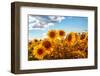 Sunflowers in a Field-soupstock-Framed Photographic Print