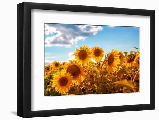 Sunflowers in a Field-soupstock-Framed Photographic Print