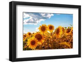 Sunflowers in a Field-soupstock-Framed Photographic Print