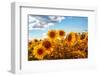 Sunflowers in a Field-soupstock-Framed Photographic Print