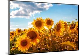 Sunflowers in a Field-soupstock-Mounted Photographic Print