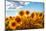 Sunflowers in a Field-soupstock-Mounted Photographic Print