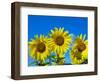 Sunflowers in bloom, Norfolk, England, UK-Ernie Janes-Framed Photographic Print