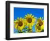 Sunflowers in bloom, Norfolk, England, UK-Ernie Janes-Framed Photographic Print