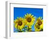 Sunflowers in bloom, Norfolk, England, UK-Ernie Janes-Framed Photographic Print