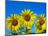 Sunflowers in bloom, Norfolk, England, UK-Ernie Janes-Mounted Photographic Print