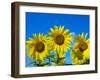 Sunflowers in bloom, Norfolk, England, UK-Ernie Janes-Framed Photographic Print