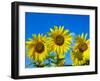 Sunflowers in bloom, Norfolk, England, UK-Ernie Janes-Framed Photographic Print