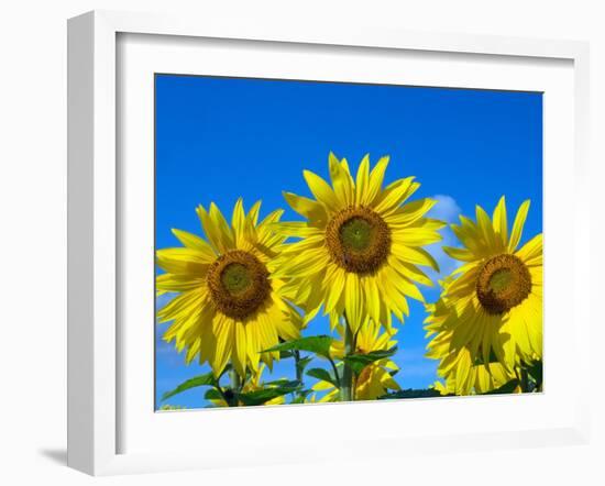 Sunflowers in bloom, Norfolk, England, UK-Ernie Janes-Framed Photographic Print