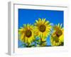 Sunflowers in bloom, Norfolk, England, UK-Ernie Janes-Framed Photographic Print