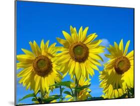 Sunflowers in bloom, Norfolk, England, UK-Ernie Janes-Mounted Photographic Print