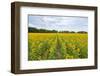 Sunflowers in field, Jasper County, Illinois.-Richard & Susan Day-Framed Photographic Print