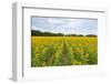 Sunflowers in field, Jasper County, Illinois.-Richard & Susan Day-Framed Photographic Print