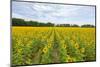 Sunflowers in field, Jasper County, Illinois.-Richard & Susan Day-Mounted Photographic Print