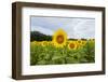 Sunflowers in field, Jasper County, Illinois.-Richard & Susan Day-Framed Photographic Print