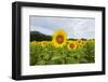 Sunflowers in field, Jasper County, Illinois.-Richard & Susan Day-Framed Photographic Print