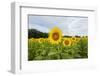 Sunflowers in field, Jasper County, Illinois.-Richard & Susan Day-Framed Photographic Print