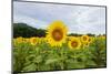 Sunflowers in field, Jasper County, Illinois.-Richard & Susan Day-Mounted Photographic Print