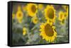 Sunflowers in Field, Tuscany, Italy-Martin Child-Framed Stretched Canvas