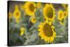 Sunflowers in Field, Tuscany, Italy-Martin Child-Stretched Canvas