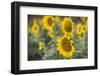 Sunflowers in Field, Tuscany, Italy-Martin Child-Framed Photographic Print