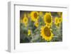 Sunflowers in Field, Tuscany, Italy-Martin Child-Framed Photographic Print