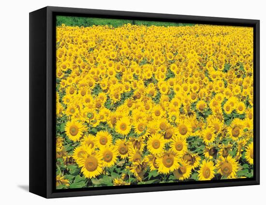 Sunflowers in Field-null-Framed Stretched Canvas