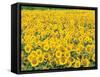 Sunflowers in Field-null-Framed Stretched Canvas