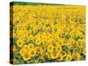 Sunflowers in Field-null-Stretched Canvas