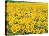 Sunflowers in Field-null-Stretched Canvas