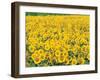 Sunflowers in Field-null-Framed Photographic Print