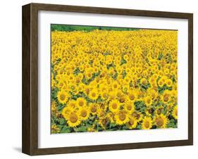 Sunflowers in Field-null-Framed Photographic Print