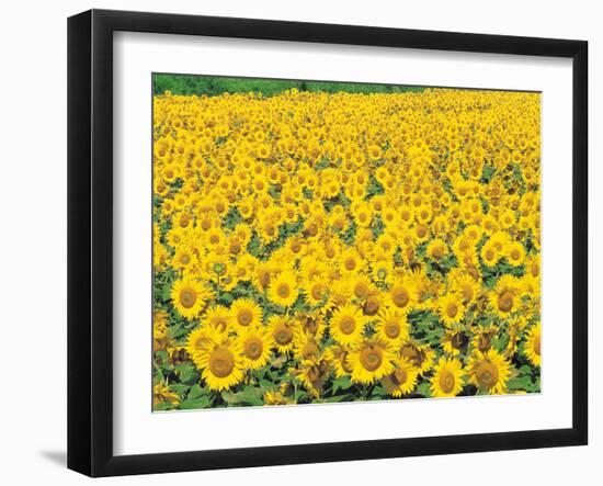 Sunflowers in Field-null-Framed Photographic Print