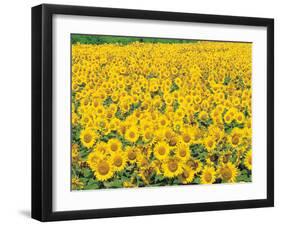 Sunflowers in Field-null-Framed Photographic Print