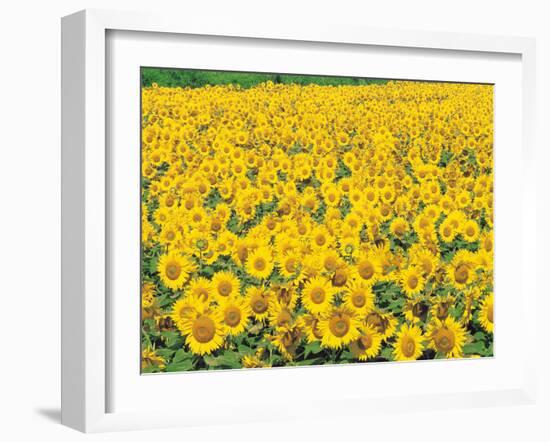 Sunflowers in Field-null-Framed Photographic Print