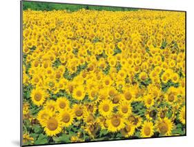 Sunflowers in Field-null-Mounted Photographic Print