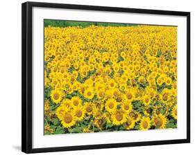 Sunflowers in Field-null-Framed Photographic Print