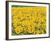 Sunflowers in Field-null-Framed Photographic Print