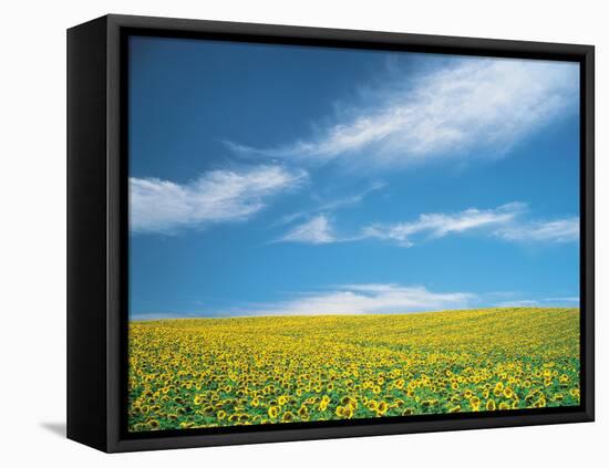 Sunflowers in Field-null-Framed Stretched Canvas