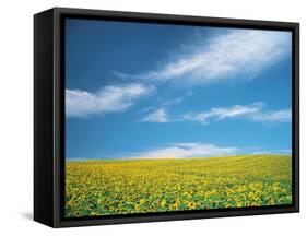 Sunflowers in Field-null-Framed Stretched Canvas