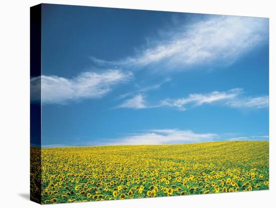 Sunflowers in Field-null-Stretched Canvas