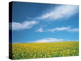 Sunflowers in Field-null-Stretched Canvas