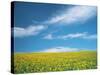 Sunflowers in Field-null-Stretched Canvas