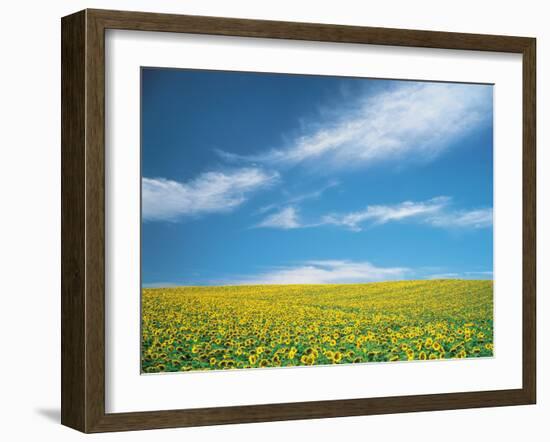 Sunflowers in Field-null-Framed Photographic Print