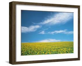 Sunflowers in Field-null-Framed Photographic Print